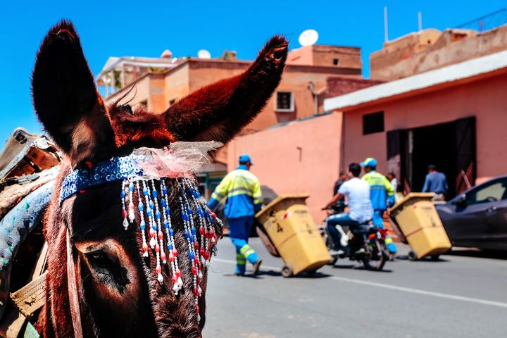 Dias Marroquinos — fotografia 9